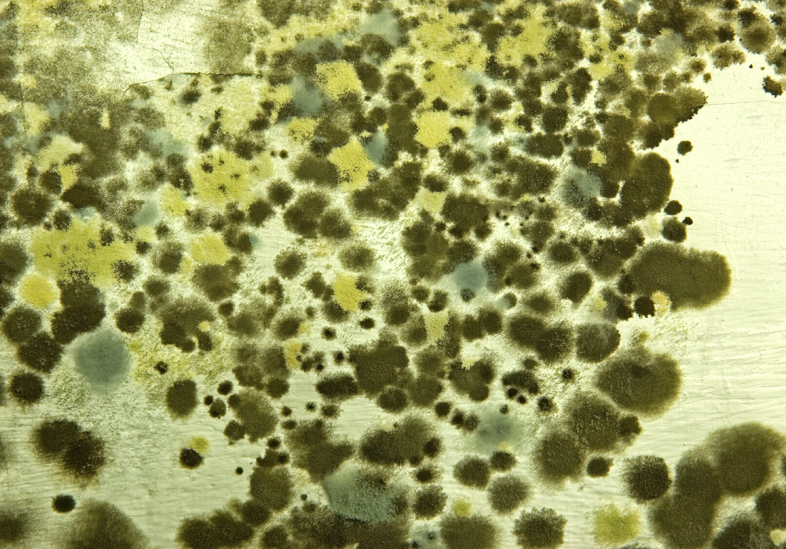 MOLD